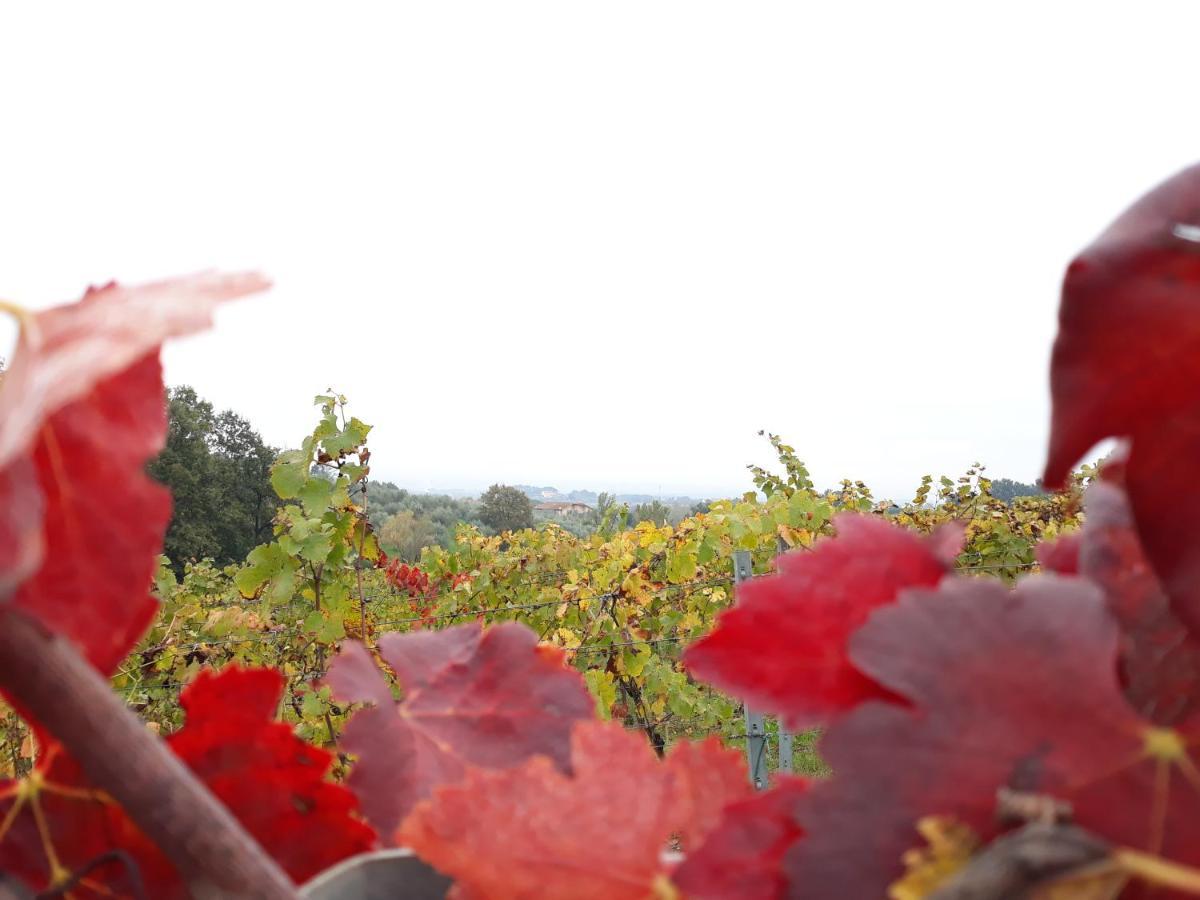 Landhaus La Torre Wine *