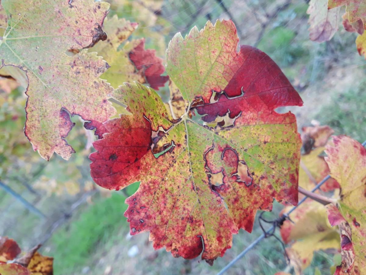 La Torre Wine